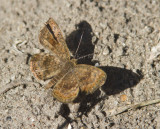 Rounded Metalmark _MG_1841.jpg