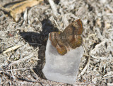 Rounded Metalmark _MG_1858.jpg