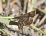 Rounded Metalmark _MG_1861.jpg