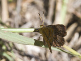 Rounded Metalmark _MG_1862.jpg