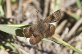 Rounded Metalmark _MG_1866.jpg