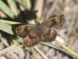 Rounded Metalmark _MG_1876.jpg