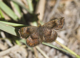 Rounded Metalmark _MG_1877.jpg
