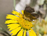 Rounded Metalmark _MG_2193.jpg