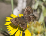Rounded Metalmark _MG_2195.jpg