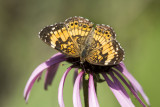 Silvery Checkerspot _MG_1628.jpg
