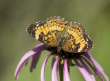 Silvery Checkerspot _MG_1630.jpg