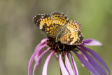 Silvery Checkerspot _MG_1610.jpg
