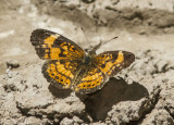 Silvery Checkerspot _MG_0505.jpg