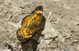 Silvery Checkerspot _MG_0508.jpg