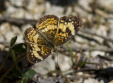 Silvery Checkerspot _MG_1274.jpg