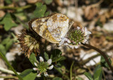 Silvery Checkerspot _MG_1281.jpg
