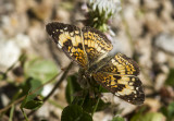 Silvery Checkerspot _MG_1298.jpg