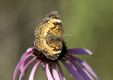 Silvery Checkerspot _MG_1600.jpg