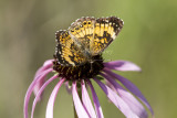 Silvery Checkerspot _MG_1604.jpg