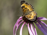 Silvery Checkerspot _MG_1613.jpg