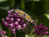 Silvery Checkerspot _MG_5974.jpg