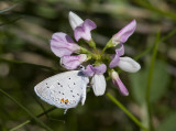 Eastern Tailed-blue _MG_0993.jpg