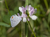 Eastern Tailed-blue _MG_1000.jpg