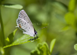 Eastern Tailed-blue _MG_1002.jpg