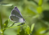 Eastern Tailed-blue _MG_1008.jpg