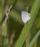 Eastern Tailed-blue _MG_1273.jpg
