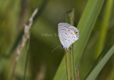 Eastern Tailed-blue _MG_1274.jpg