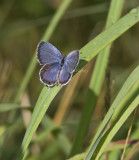 Eastern Tailed-blue _MG_1296.jpg