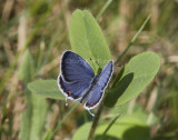 Eastern Tailed-blue _MG_1310.jpg