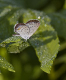 Eastern Tailed-blue _MG_2162.jpg