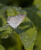 Eastern Tailed-blue _MG_2173.jpg