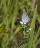 Eastern Tailed-blue _MG_2316.jpg