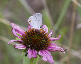 Eastern Tailed-blue _MG_3104.jpg
