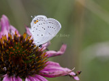 Eastern Tailed-blue _MG_3107.jpg