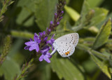Eastern Tailed-blue _MG_4136.jpg