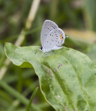 Eastern Tailed-blue _MG_4450.jpg