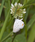 Eastern Tailed-blue _MG_4461.jpg