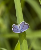 Eastern Tailed-blue _MG_5446.jpg