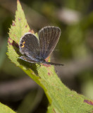 Eastern Tailed-blue female _MG_9347.jpg