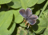 Eastern Tailed-blue female _MG_9664 (1).jpg