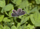 Eastern Tailed-blue female _MG_9670 (1).jpg