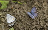 Eastern Tailed-blues _MG_9821.jpg
