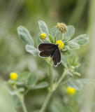 Eastern Tailed-blue female _MG_9978.jpg
