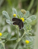 Eastern Tailed-blue female _MG_9981.jpg