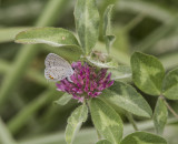Eastern Tailed-blue female _MG_9983.jpg