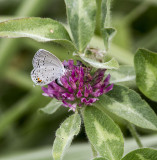 Eastern Tailed-blue female _MG_9987.jpg
