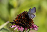 Eastern Tailed-blue _MKR1071.jpg
