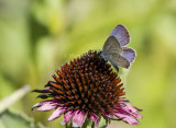 Eastern Tailed-blue _MKR1073.jpg