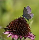 Eastern Tailed-blue _MKR1081.jpg