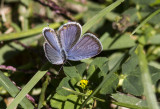 Eastern Tailed-blue _MKR1567.jpg